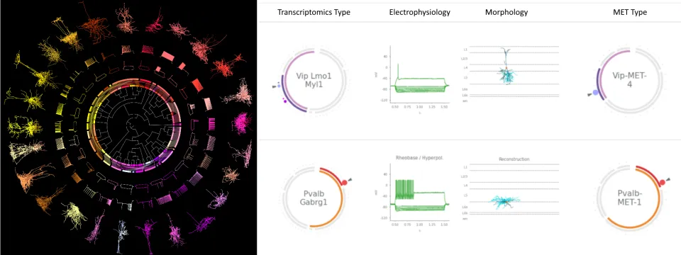 Straightforward Steps to Marginally Improve Odds of Whole Brain Emulation